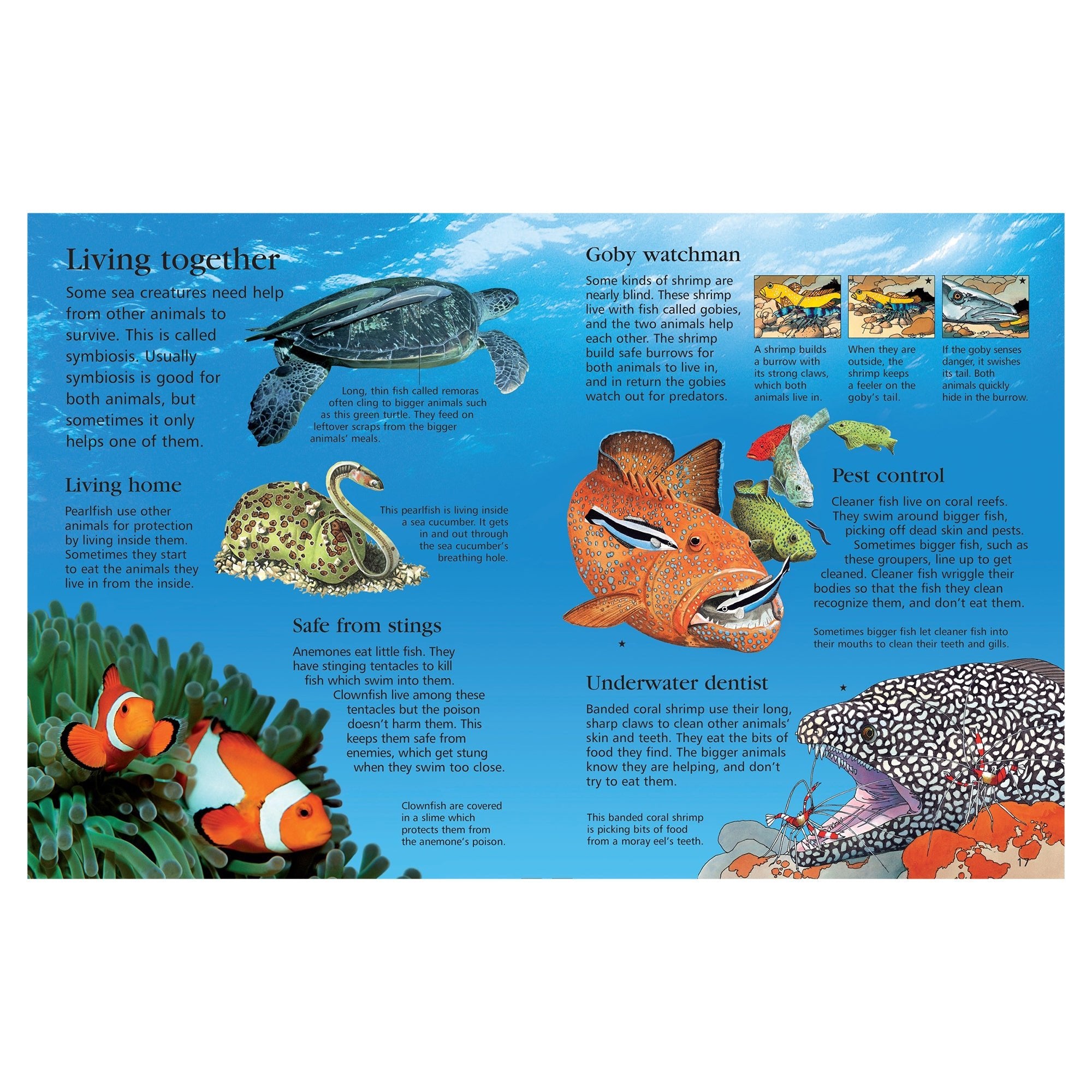 First Encyclopedia of Seas and Oceans — Book - Image 4