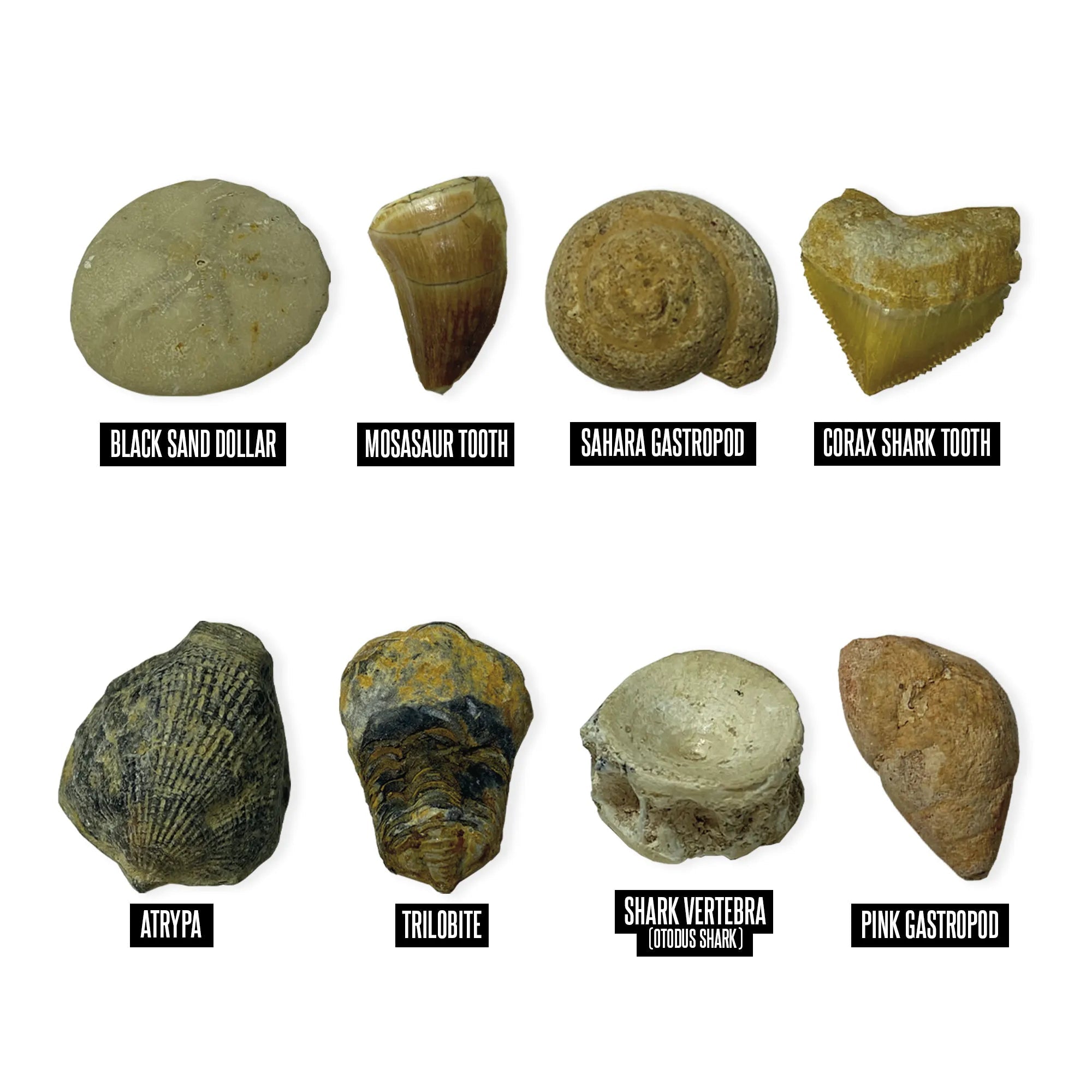 Educational Insights GeoSafari® Fossil Excavation Kit — Brush - Image 3